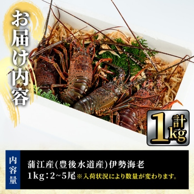 大分県産 伊勢海老 (計1kg・約2～5尾)