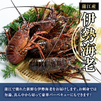 大分県産 伊勢海老 (計1kg・約2～5尾)
