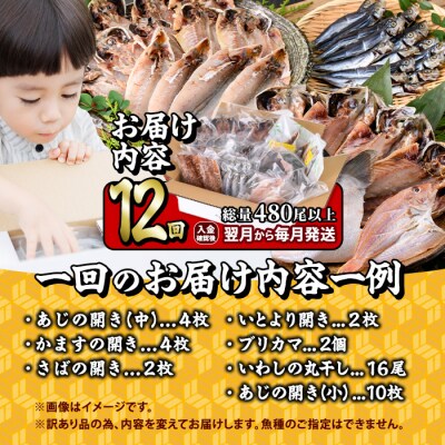 <定期便・全12回 (毎月)>訳あり 干物大満足BOX (480尾以上)