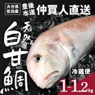 白甘鯛(1尾・1-1.2kg)