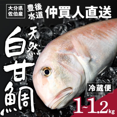 白甘鯛(1尾・1-1.2kg)