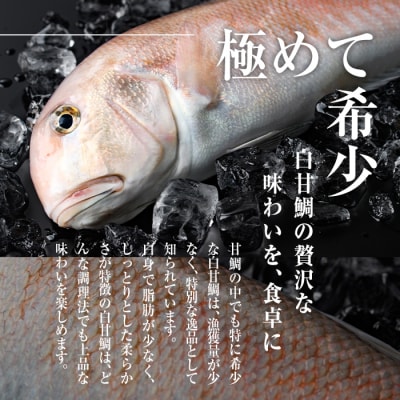 白甘鯛(1尾・1-1.2kg)