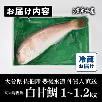 白甘鯛(1尾・1-1.2kg)