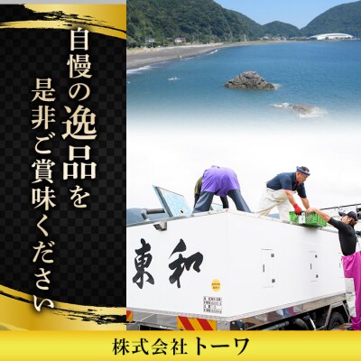 <瞬間凍結>生簀直送 とらふぐ 刺身 セット (2-3人前) 