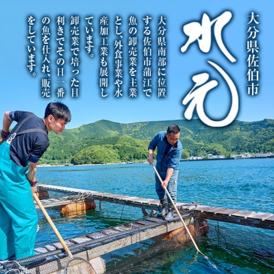 佐伯産 天然真鯛 刺身用ブロック (計500g)