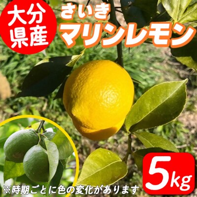 さいき マリンレモン (計5kg) 柑橘 レモン 国産 れもん 檸檬 果物 くだもの 果実 フルーツ