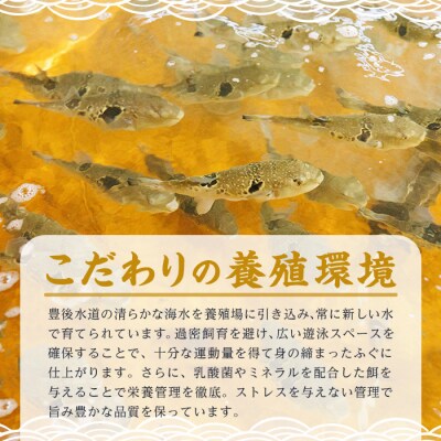 < 訳あり ・ 簡易包装 > 豊後水道 とらふぐ 切り身 