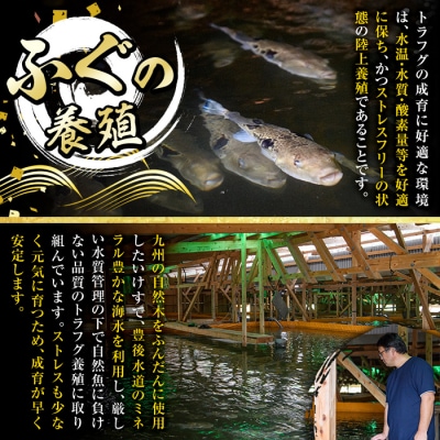 <訳あり> 生簀直送 とらふぐ 刺し身 セット (刺し身×3皿・ヒレ×10g)