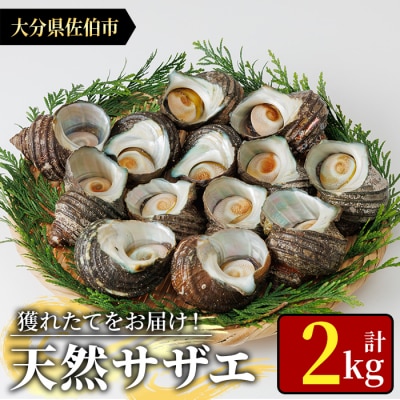 天然 サザエ (計2kg)