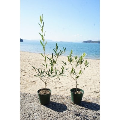 瀬戸内のオリーブ苗木2本セット お礼品詳細 ふるさと納税なら さとふる 瀬戸内のオリーブ苗木2本セット お礼品詳細 ふるさと納税なら さとふる