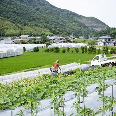 2022年2月発送開始『定期便』 瀬戸内小豆島そだちの旬野菜セット全4回