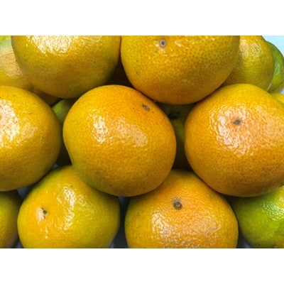小豆島ゆら早生みかん　約3kg