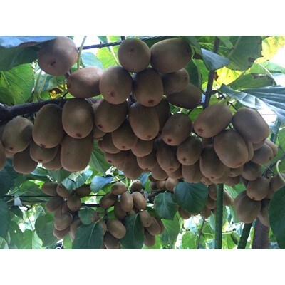 小豆島さぬきキウイっこ