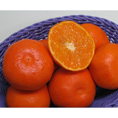 小原紅早生みかん　約5kg