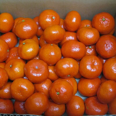 小原紅早生みかん　約5kg