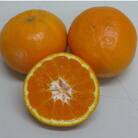 小豆島はるみみかん　約2kg