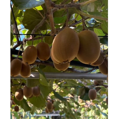 《新品種デビュー!》【数量限定!】さぬきエメラルド(貴重な大玉サイズ)　約800g