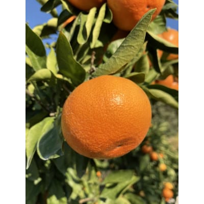 【大収穫祭・特別企画】小原紅早生みかん「ちょっと大きな2Lサイズ」約5kg