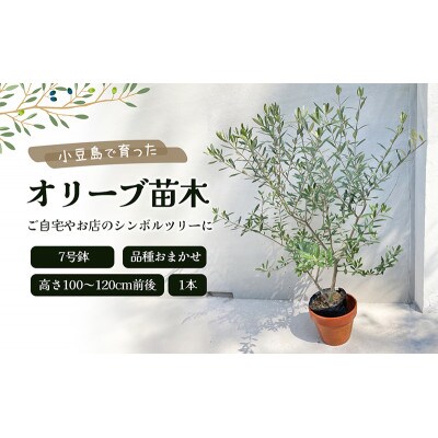 小豆島で育ったオリーブ苗木!ご自宅やお店のシンボルツリーにどうぞ!