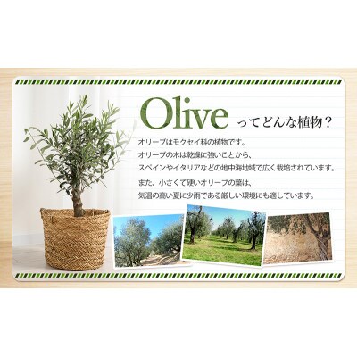 小豆島で育ったオリーブ苗木!ご自宅やお店のシンボルツリーにどうぞ!