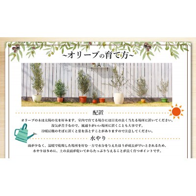 小豆島で育ったオリーブ苗木!ご自宅やお店のシンボルツリーにどうぞ!
