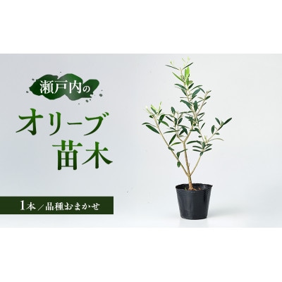 瀬戸内 小豆島 のオリーブ苗木 1本