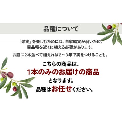瀬戸内 小豆島 のオリーブ苗木 1本