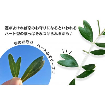 瀬戸内 小豆島 のオリーブ苗木 1本