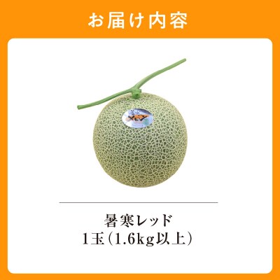 【令和8年産先行受付】北海道メロン 暑寒レッド 1玉 (1.6kg以上) 2026年9月発送