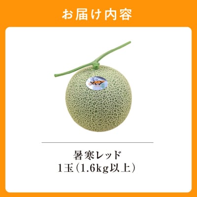 【令和8年産先行受付】北海道メロン 暑寒レッド 1玉 (1.6kg以上) 2026年9月発送