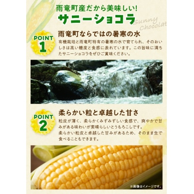 【令和7年産先行受付】生でも美味しい! とうもろこし 「 サニーショコラ 」 10本(Lサイズ)