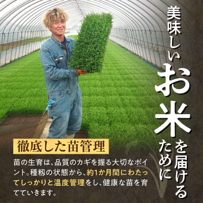 【お試しサイズ ! 2合】 北海道産 ななつぼし 精米 300g (300g×1袋) 特A 雨竜町 