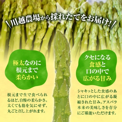 【先行受付】令和7年産 朝採りグリーンアスパラ 500g< 川越農場 >
