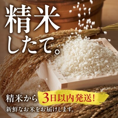 【新米予約】 令和8年産【定期便全12回】うりゅう米 ななつぼし 無洗米 5kg(5kg×1袋)