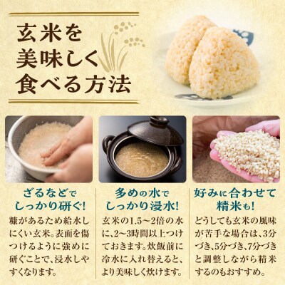 定期便全12回】令和8年産 川越さんちの おぼろづき 玄米 10kg(5㎏×2袋
