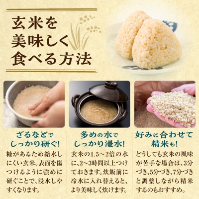 【定期便全6回】令和8年産 川越さんちの おぼろづき 玄米 10kg (5kg×2袋) 毎月1回