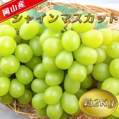 糖度抜群!シャインマスカット【8月発送分】約2kg ギフトにも岡山県産ぶどう!