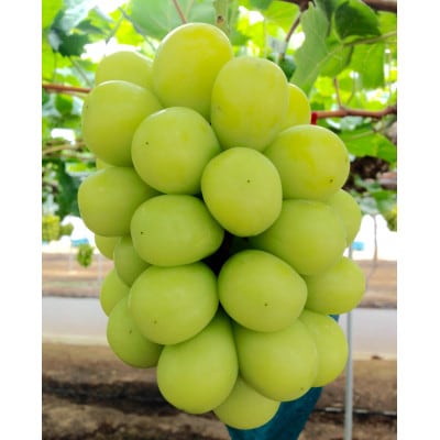 �V�N�E���̂�㑦�o��!�@���R���@�g�������Y�V���C���}�X�J�b�g2kg(3�`4�[����)