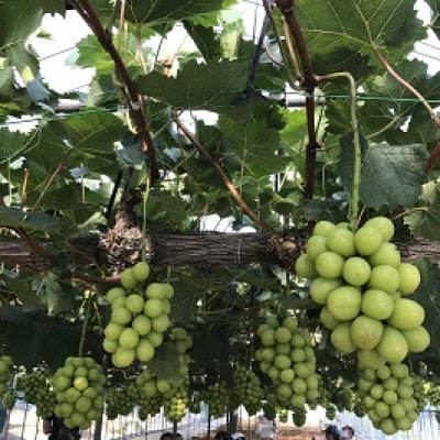 新鮮・朝採り後即出荷!　岡山県　吉備高原産シャインマスカット2kg(3～4房入り)