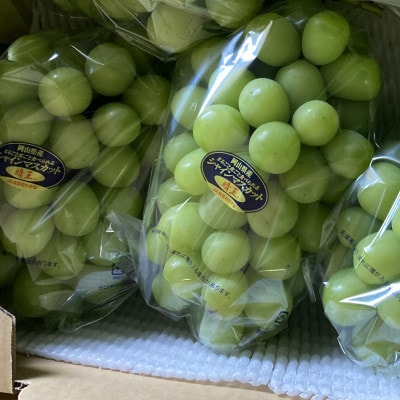 新鮮・朝採り後即出荷!　岡山県　吉備高原産シャインマスカット　5kg(7～10房入り)