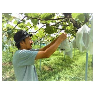新鮮・朝採り後即出荷!　岡山県　吉備高原産シャインマスカット　5kg(7～10房入り)