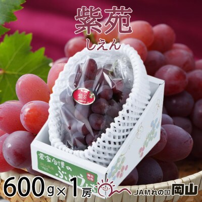 岡山県産　紫苑　600g×1房