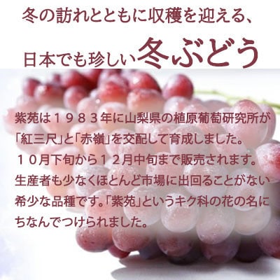 岡山県産　紫苑　600g×1房