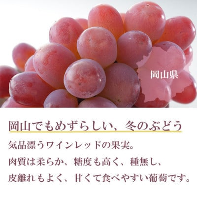 岡山県産　紫苑　600g×1房