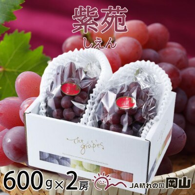 岡山県産　紫苑　600g×2房