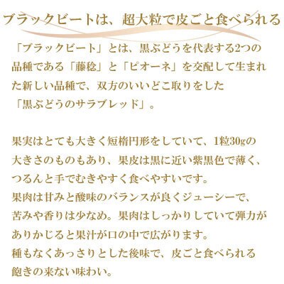 岡山県産　ブラックビート 2kg(3房～6房)