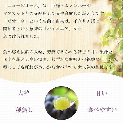 【2025年8月発送】ご家庭用　岡山県産　ピオーネ　1.5kg(3～6房)