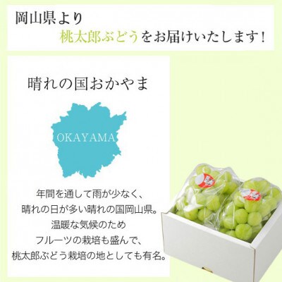 岡山県産 桃太郎ぶどう 500g×2房