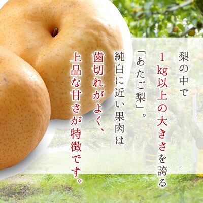 ご家庭用 岡山県産 あたご梨 3～6玉 4kg