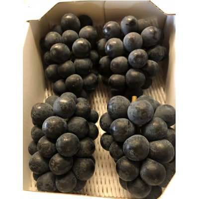 朝採り　岡山県産　黒系ぶどう詰め合わせ　2kg
